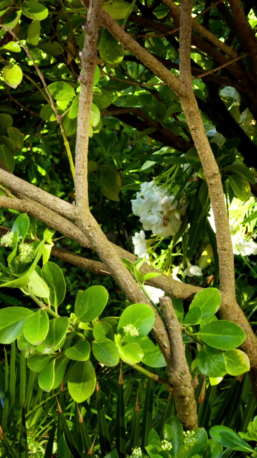 Glistening Garden Pack