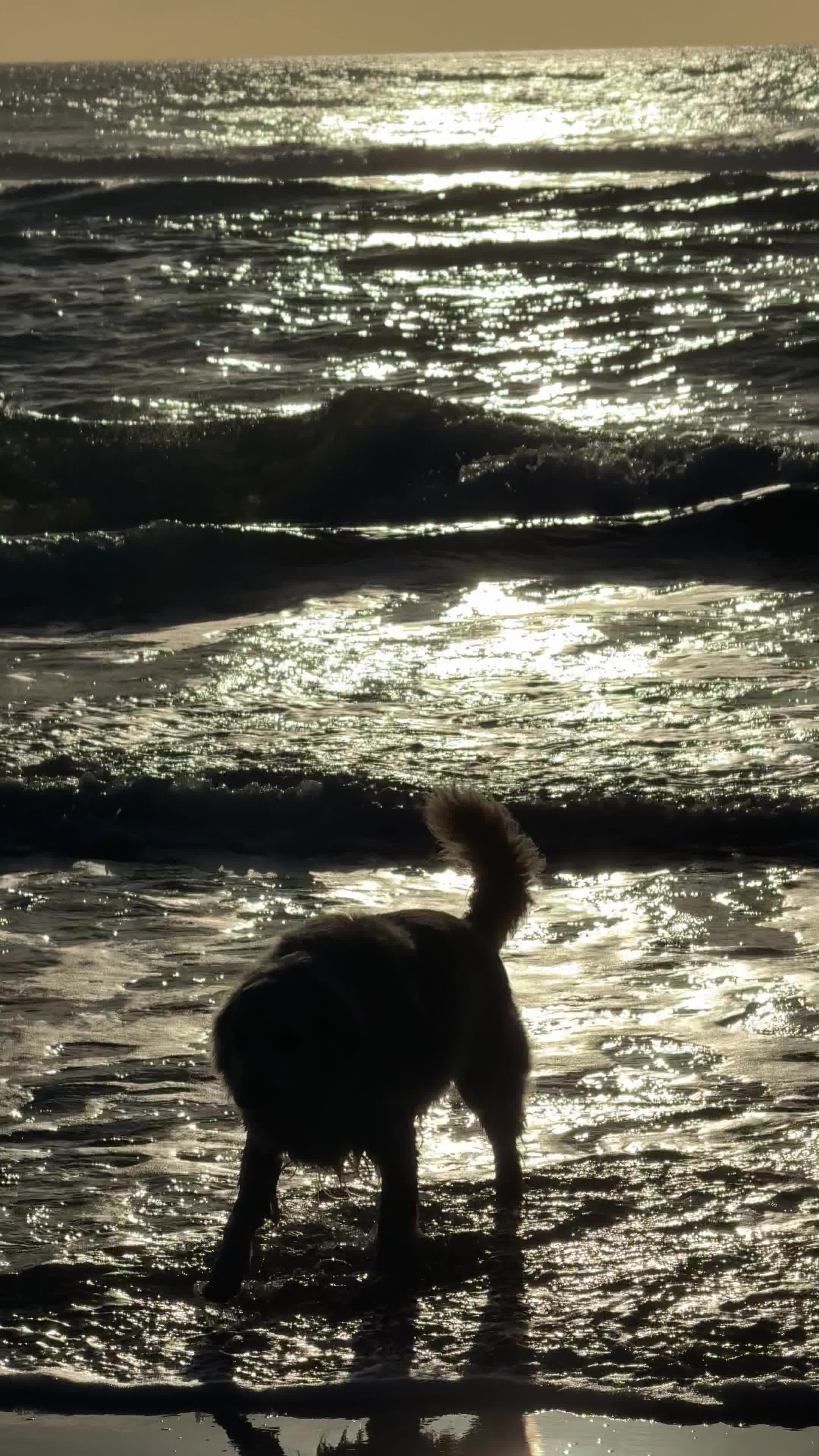 Man's Best Friend Pack