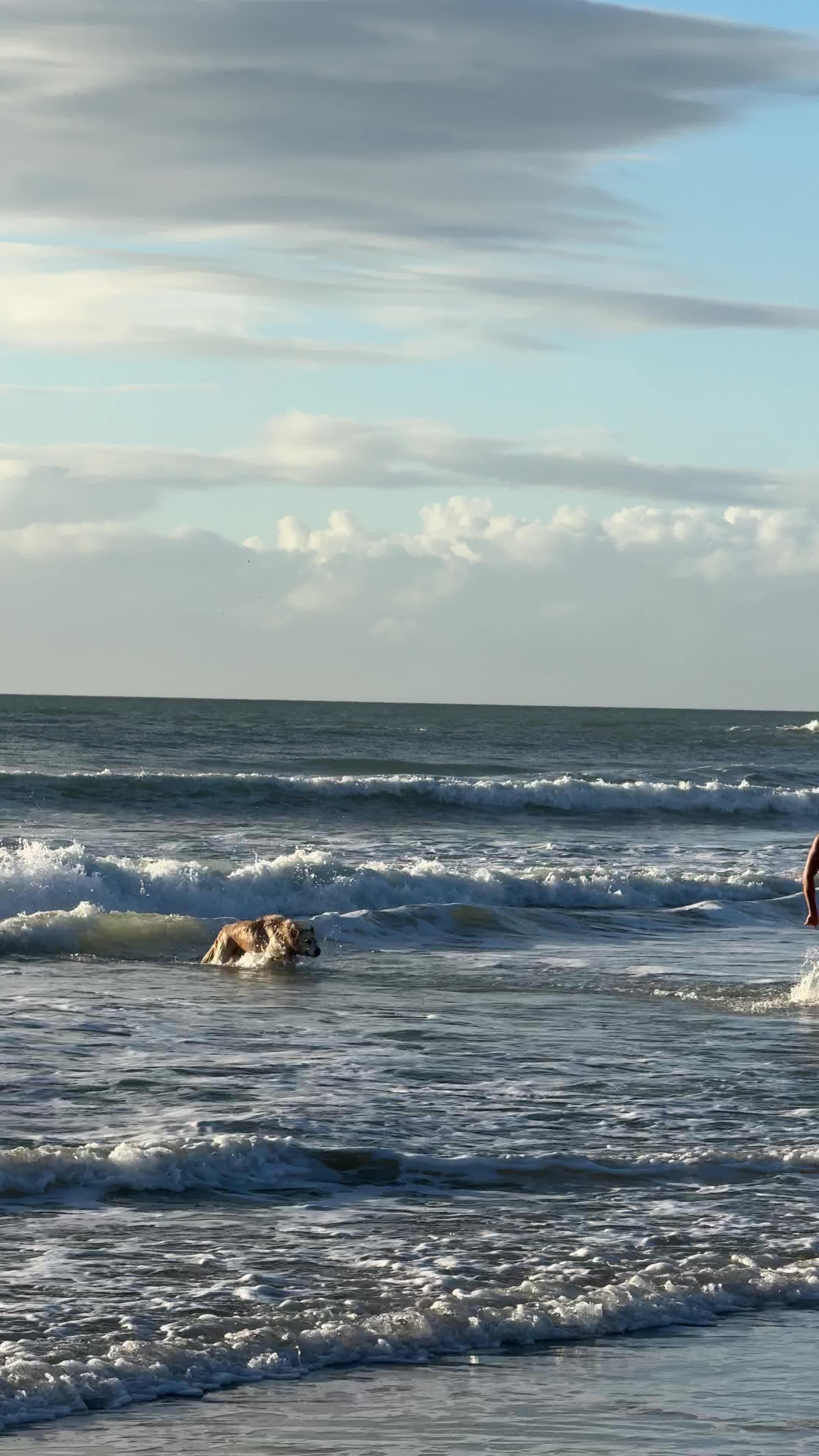 Man's Best Friend Pack