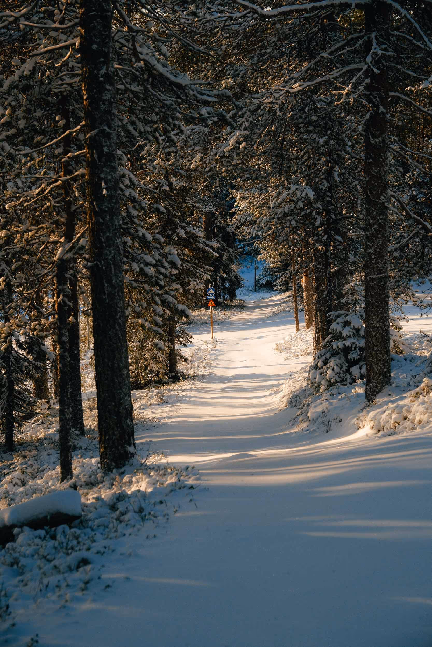 Snow-covered forest path lined with trees casting long shadows in soft sunlight.