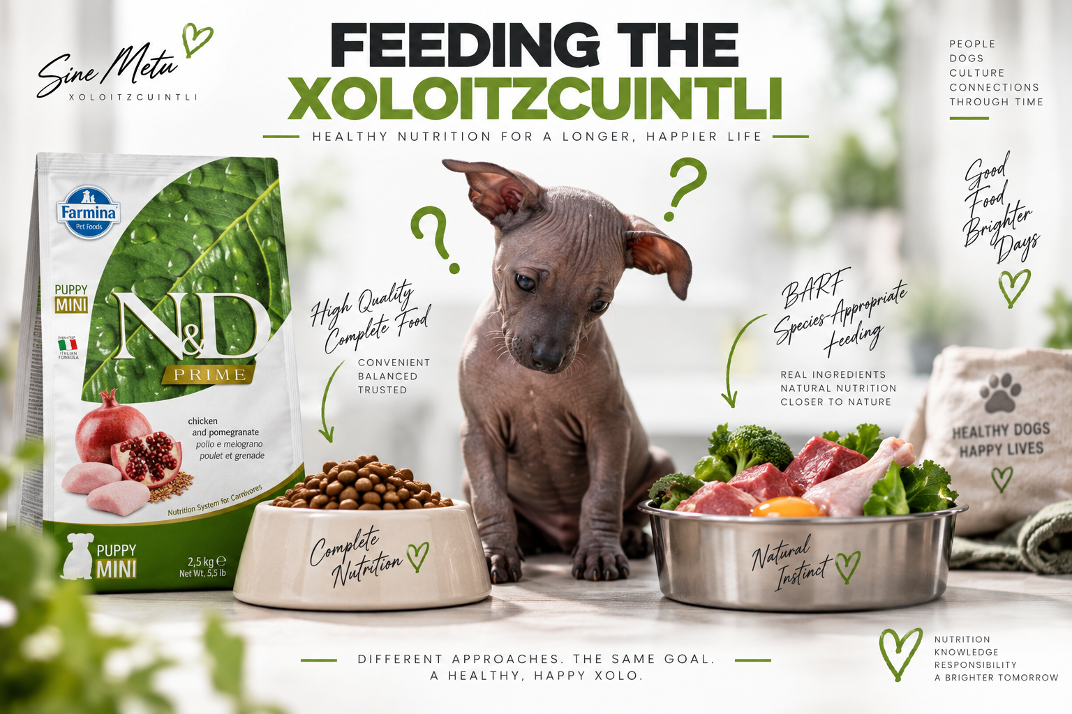 Xoloitzcuintli Feeding Guide | Puppy, Adult, Farmina N&D, BARF & Natural Diets