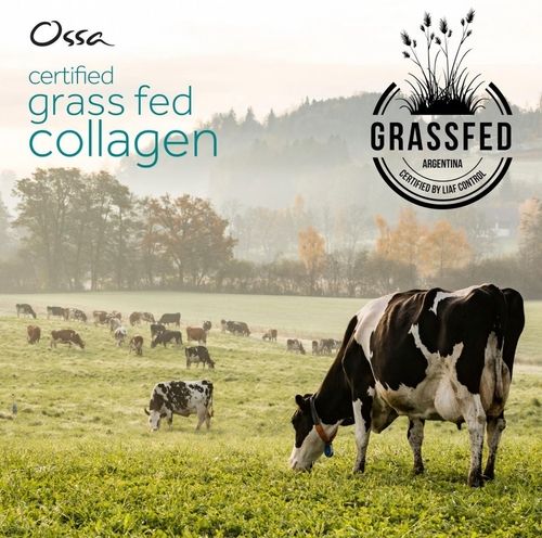 A picture of a cow eating grass