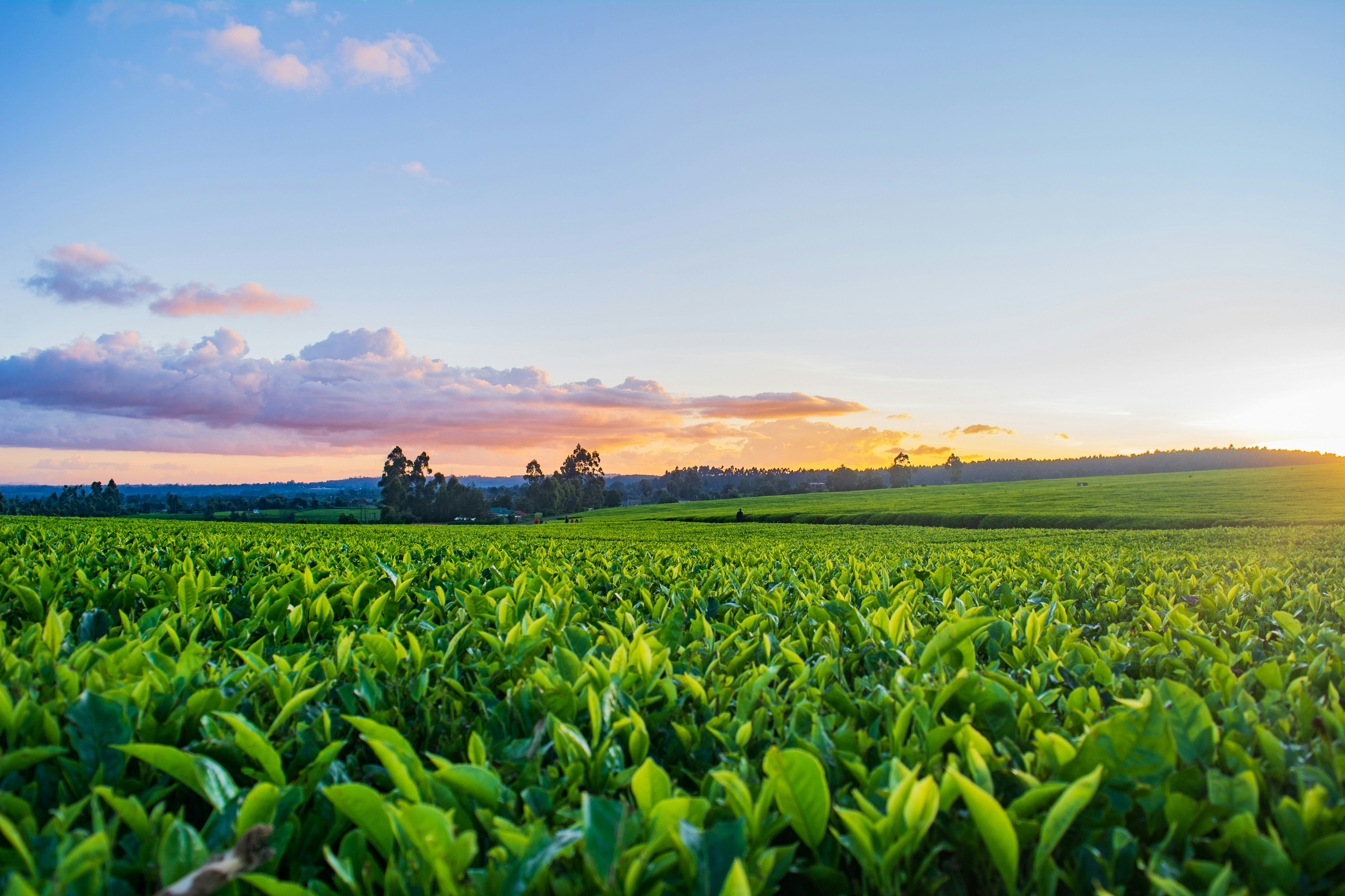 a field of crops