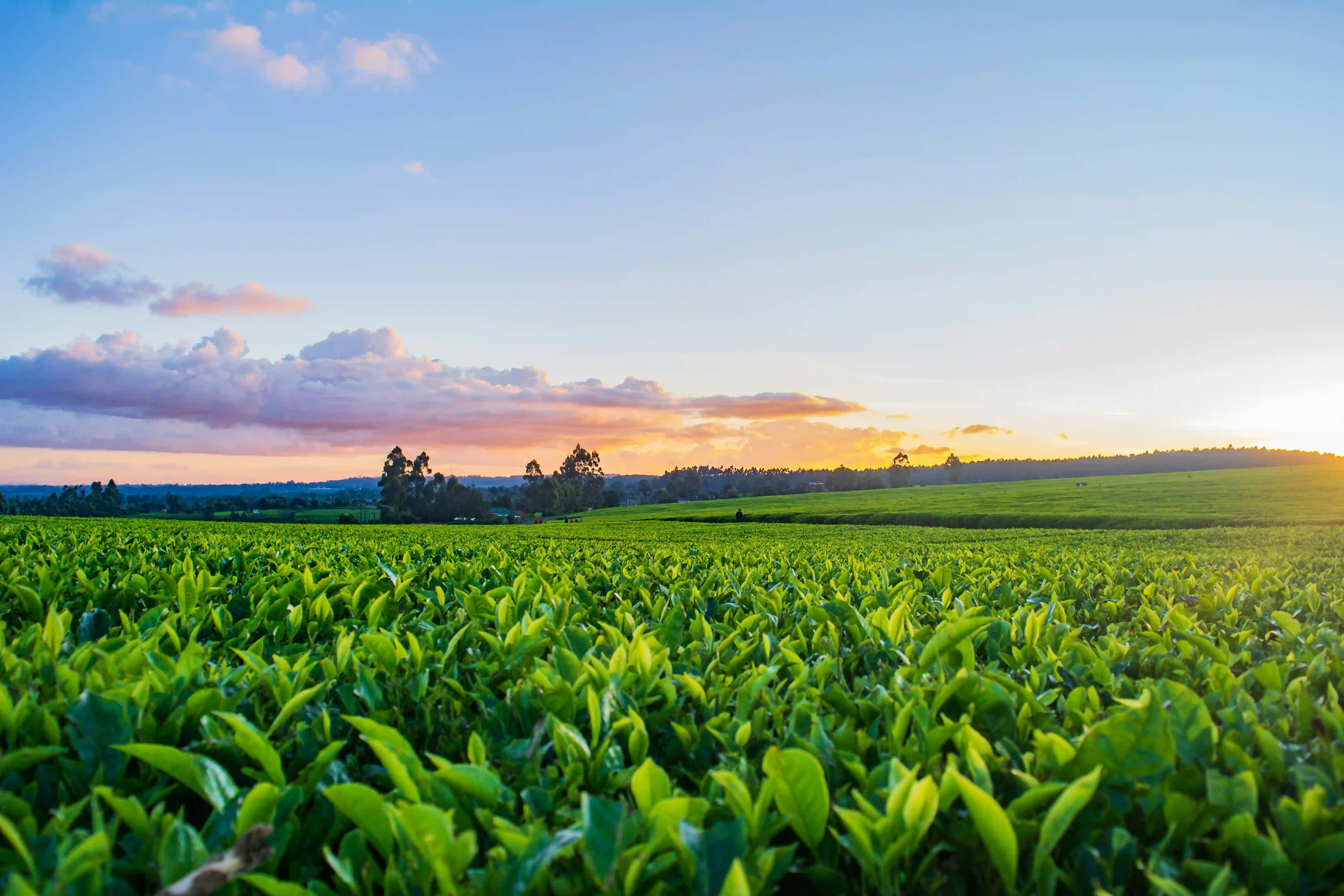 a field of crops