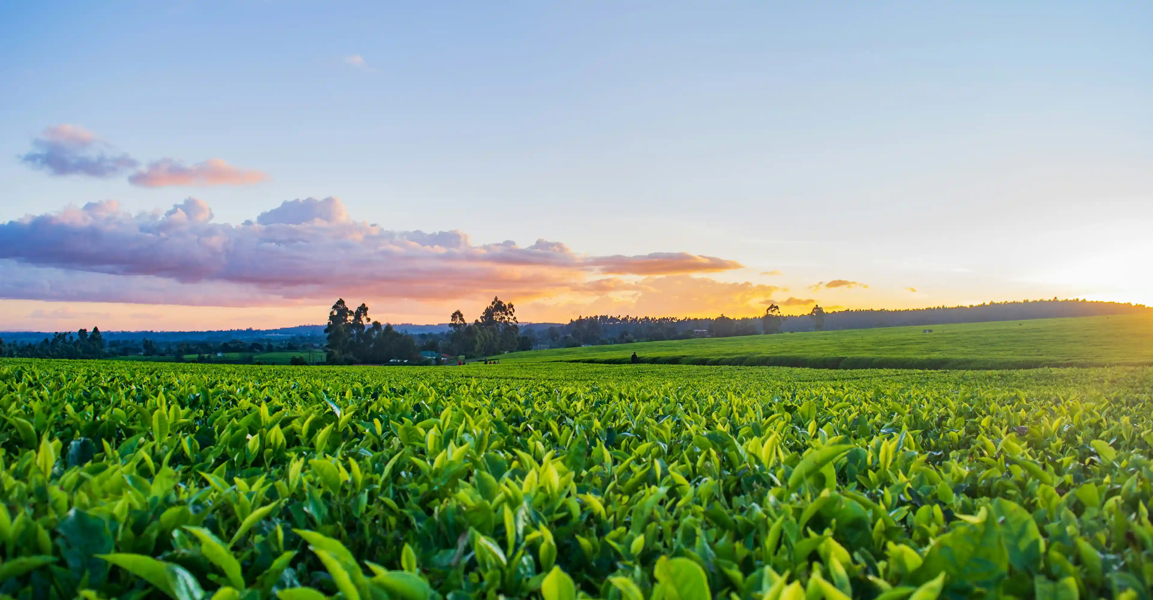 a field of crops