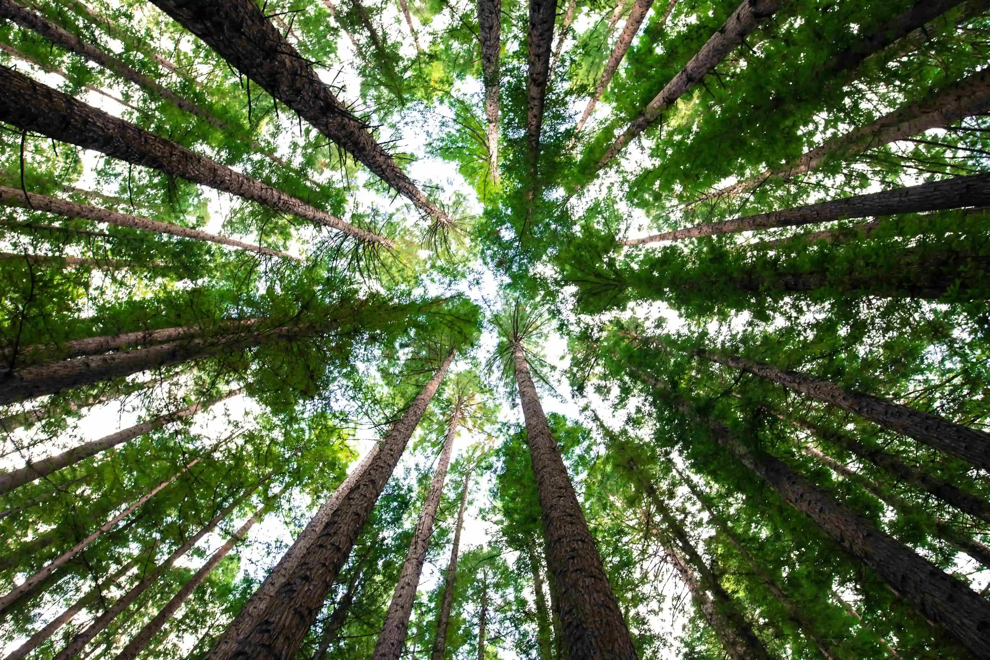 4 Business Growth Strategies for Building a Resilient, Scalable Company