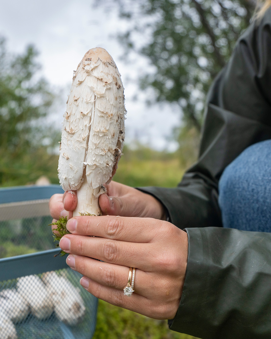 Food mushroom culinary foraging