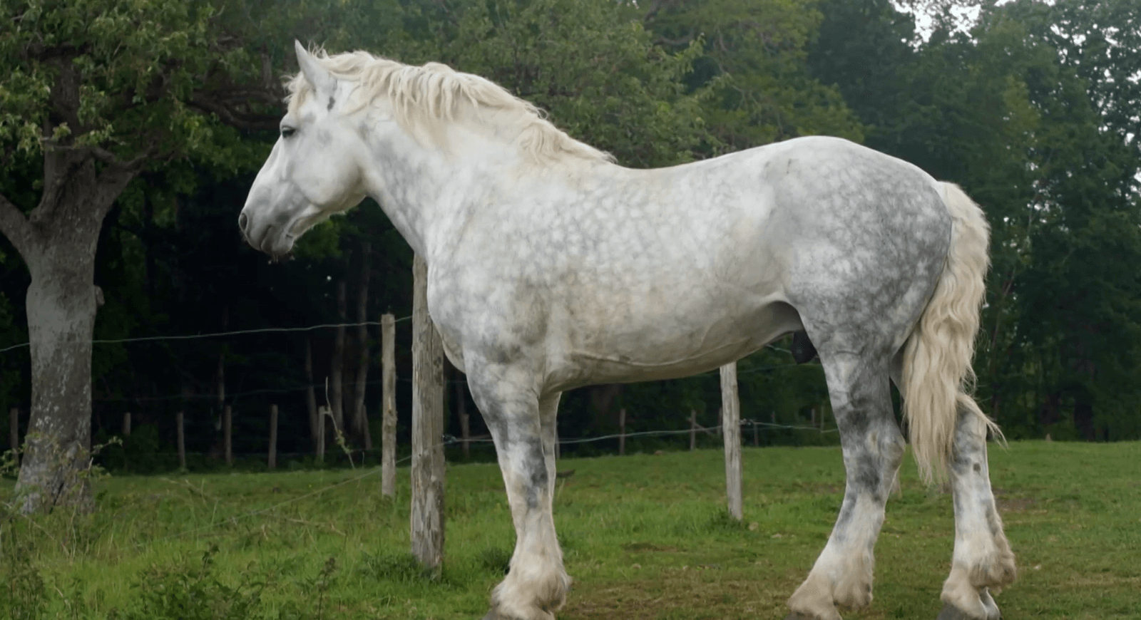 das-percheron-das-franz-sische-kaltblut-im-rasseportrait