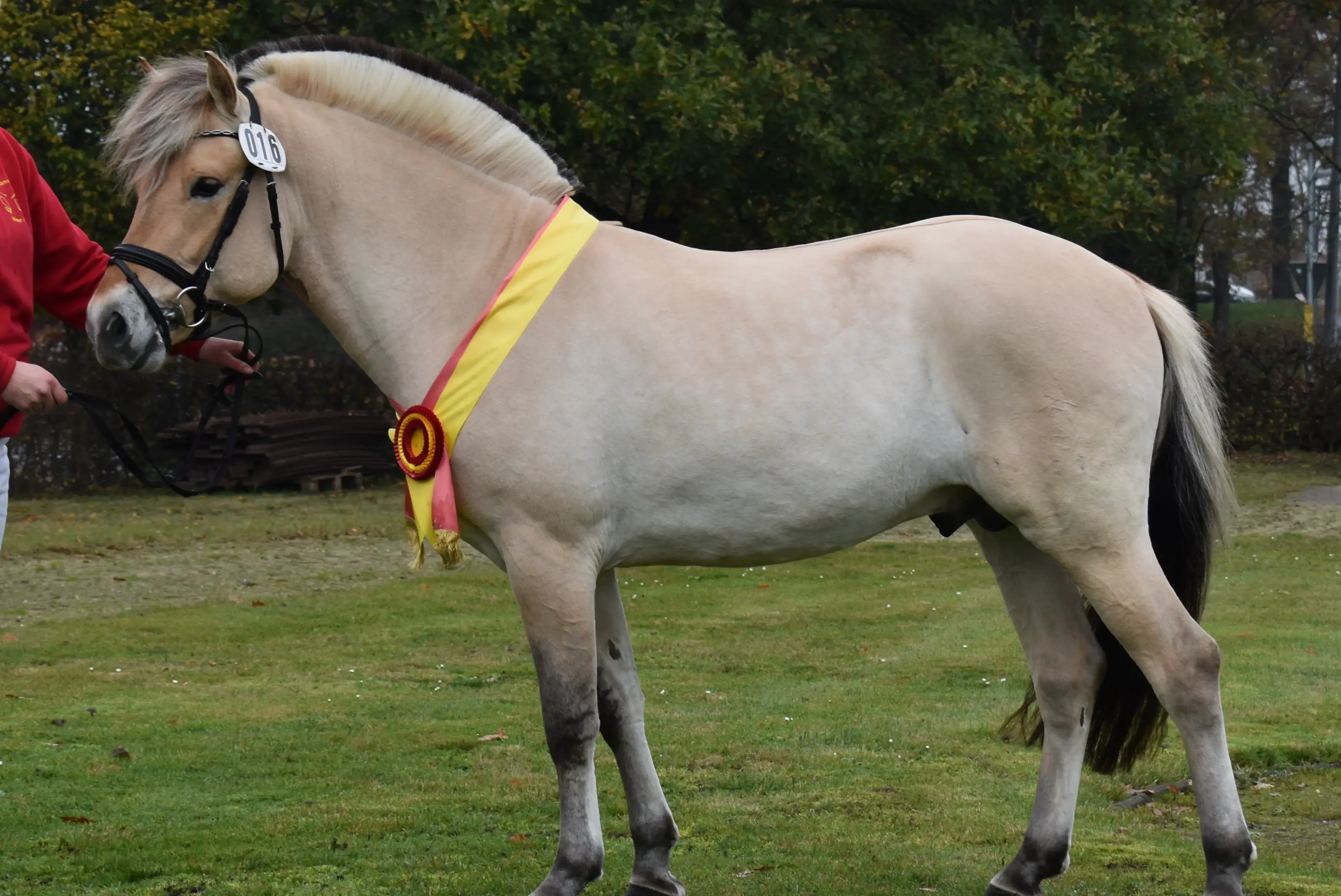 Fjordpferd: Das Norweger Pferd im Rasseportrait - ClipMyHorse.TV Magazine