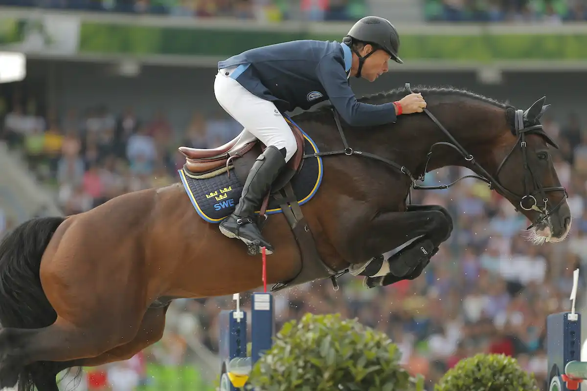 Typisches Holsteiner Warmblut im Profil – deutsche Pferderasse mit edlem Exterieur, bekannt aus Springreiten und hochwertiger Zucht