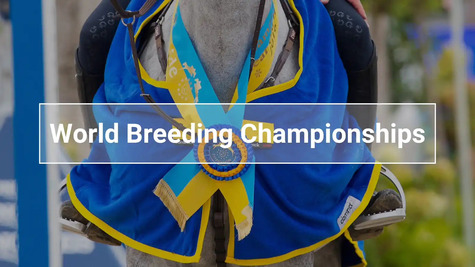 Weltmeisterschaften der Zucht: Siegerschleife am Pferd mit blauer Schabracke und Medaille bei den WBFSH World Breeding Championships for Young Horses