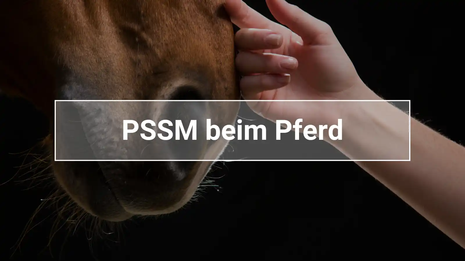 PSSM 1 und PSSM2 beim Pferd erkennen ist nicht so leicht. Im Artikel erfährst du alles über die Muskelerkrankung.