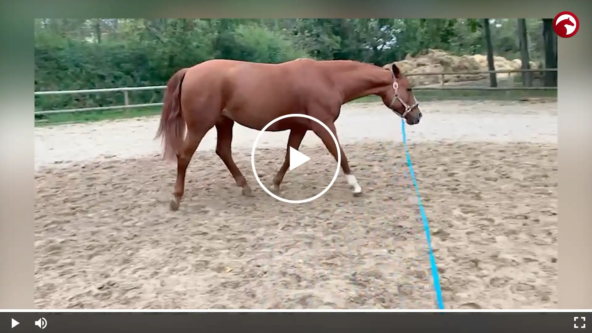 Vdeo Thumbnail von einem Pferd mit PSSM, es zeigt wie man PSSM erkennt und wie man es behandeln kann