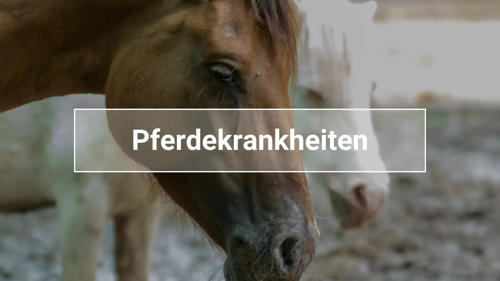 Erkenne alle Pferdekrankheiten, nicht nur wenn das Pferd traurig aussieht.
