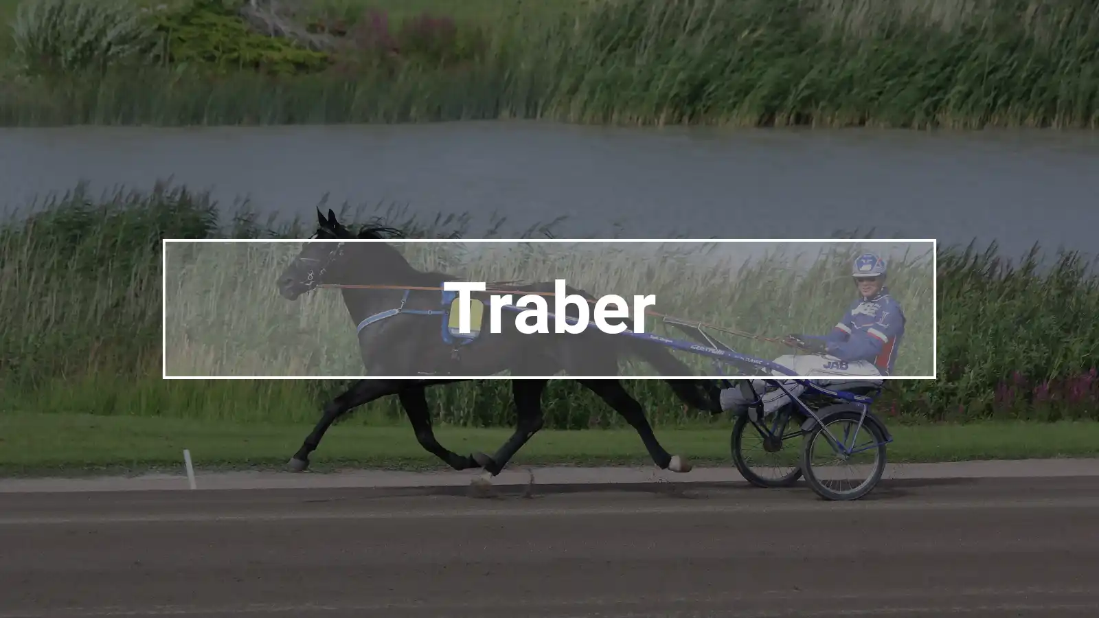 Traber auf der Trabrennbahn mit Sulky
