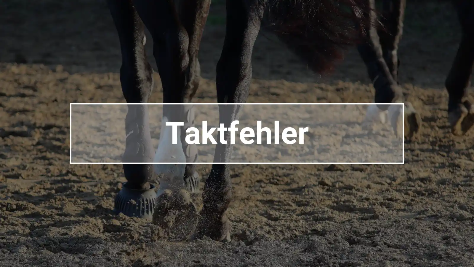 Taktfehler beim Pferd erkennen und Übungen um Taktfehler zu behebnen