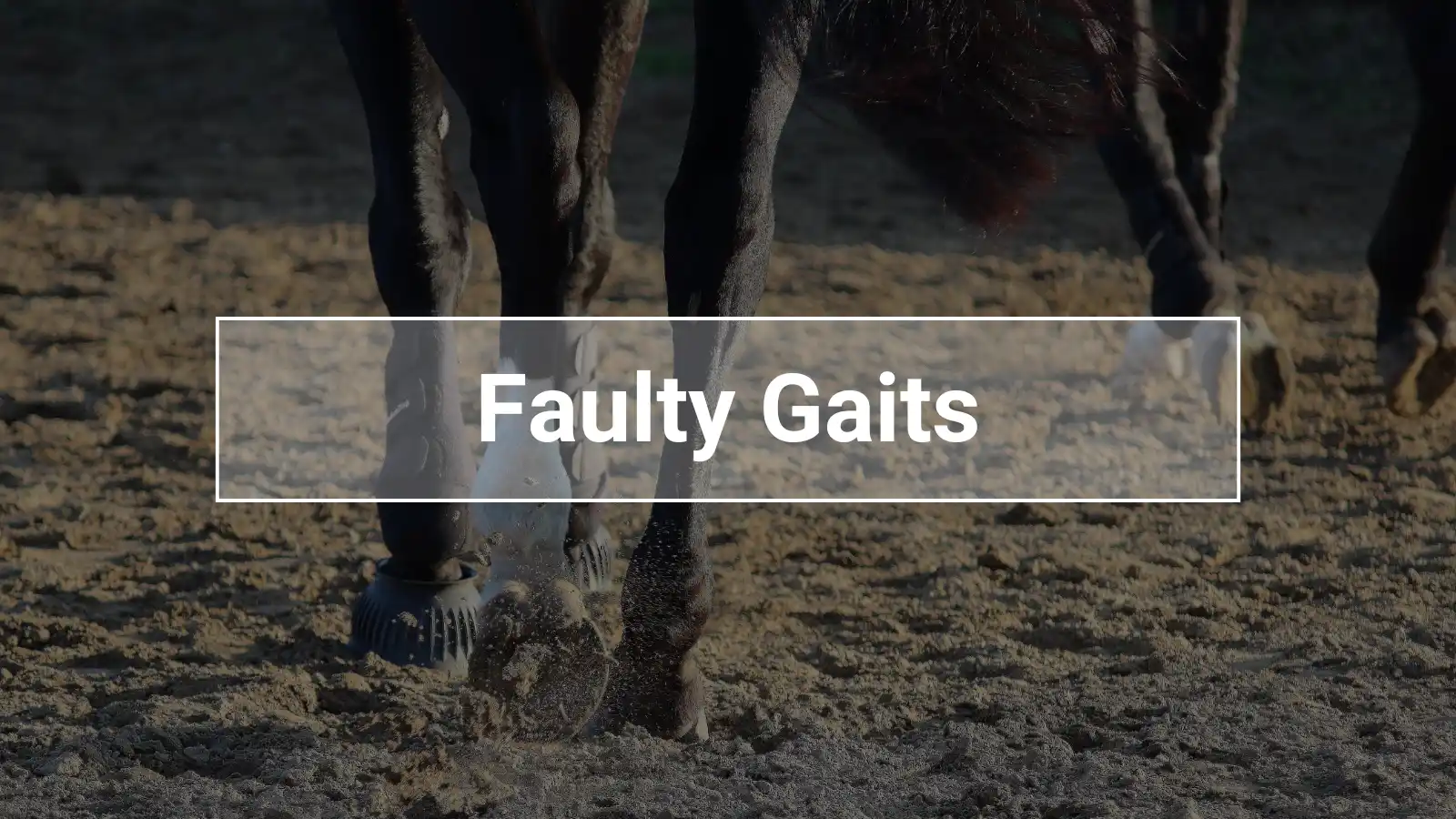 Close-up of horse legs moving on a sandy arena, illustrating irregular or faulty gaits in equine locomotion.