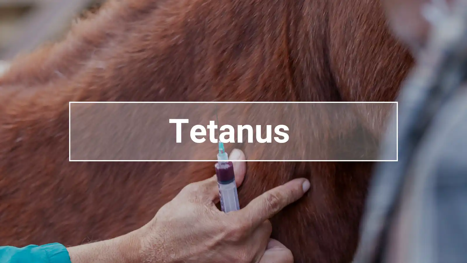 Close-up of a horse receiving a tetanus vaccination, emphasizing the importance of preventive care against equine tetanus infections.