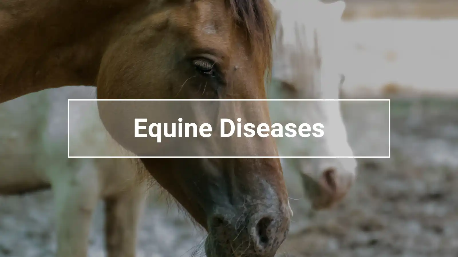Close-up of a horse with another horse in the background, illustrating the topic of equine diseases and horse health awareness