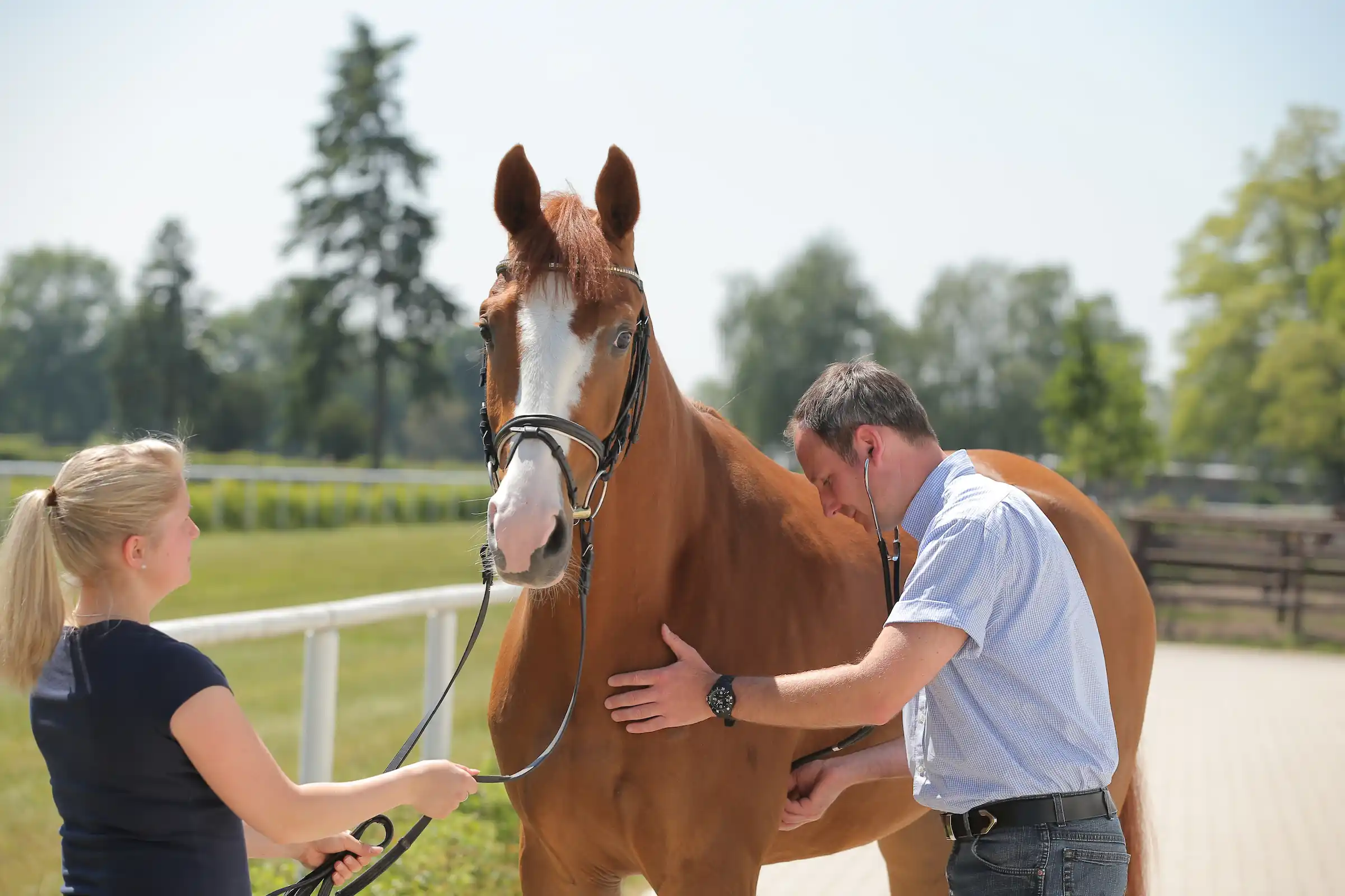Veterinarian examining a horse for signs of Equine Infectious Anemia (EIA), highlighting the importance of diagnosis and prevention of this reportable viral disease.