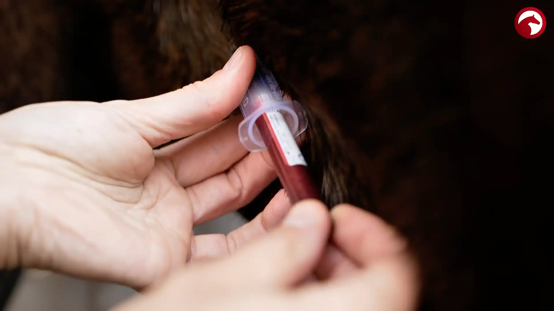 Blutentnahme beim Pferd zur Diagnose von Anämie (Blutarmut) – nur ein Blutbild liefert eine sichere Abklärung von Eisenmangel und anderen Ursachen.