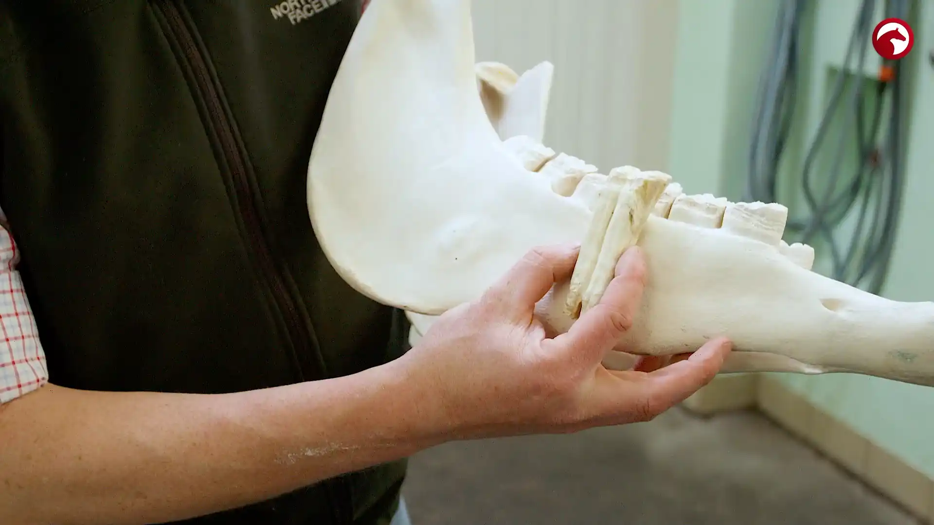 A veterinarian demonstrates EOTRH in a horse by showing the equine teeth and a diseased tooth root extending into the jawbone.