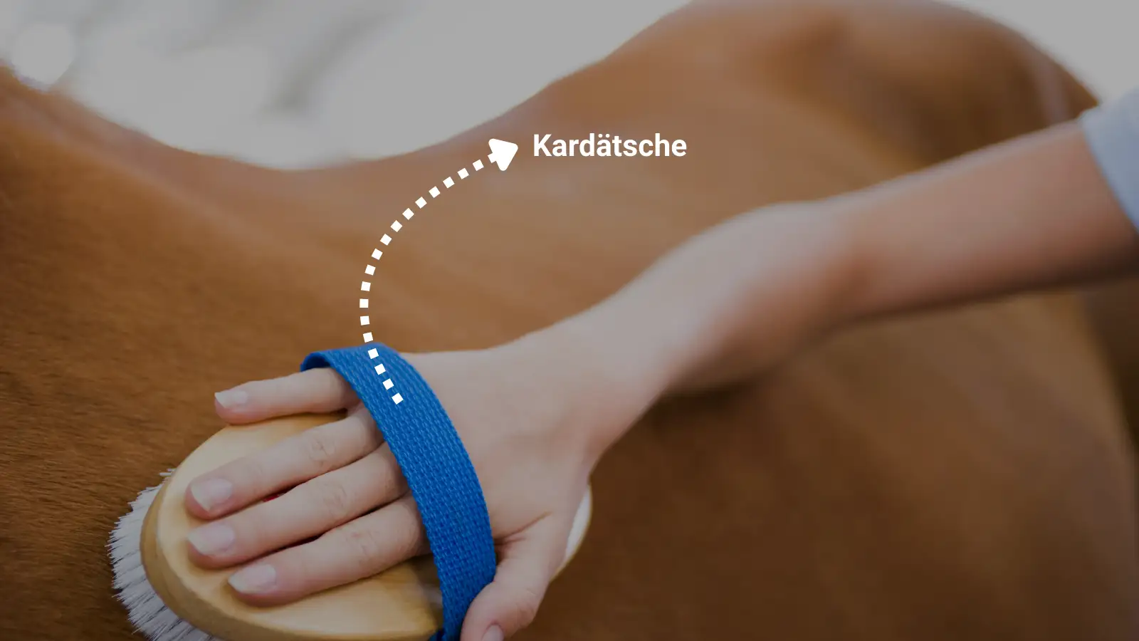 Eine Hand bürstet ein braunes Pferd mit einer weichen Kardätsche – Fellpflege zur Entfernung von Staub und zur Glanzpflege.