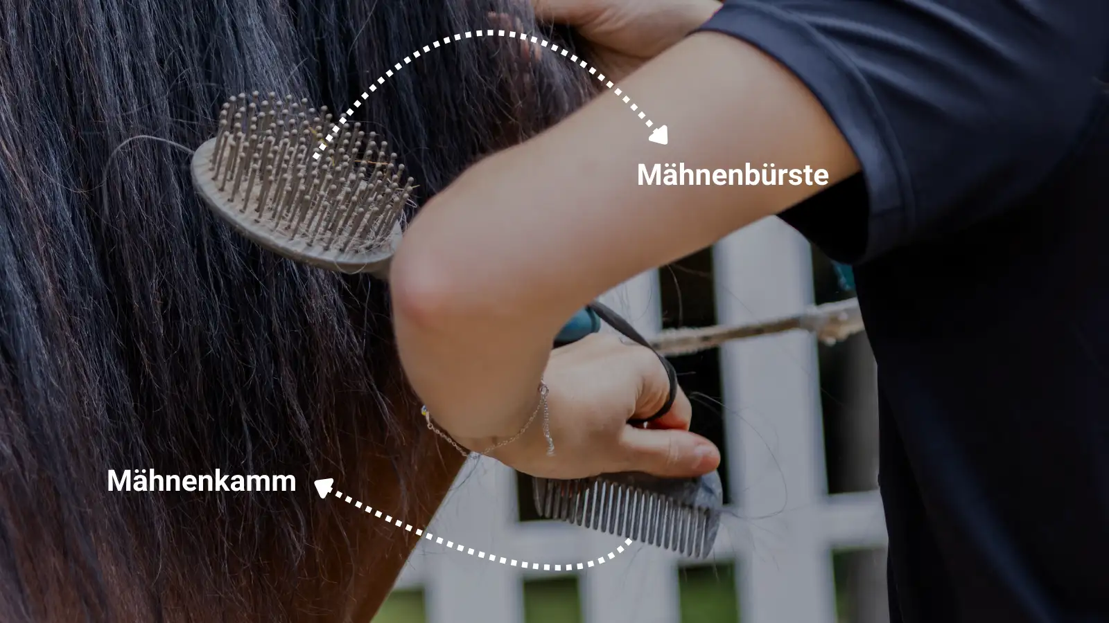Die Mähne eines Pferdes wird mit einem Mähnenkamm und einer Mähnenbürste sorgfältig gekämmt – diese Technik wird auch beim Schweif angewendet, um Verfilzungen zu lösen und das Langhaar zu pflegen.