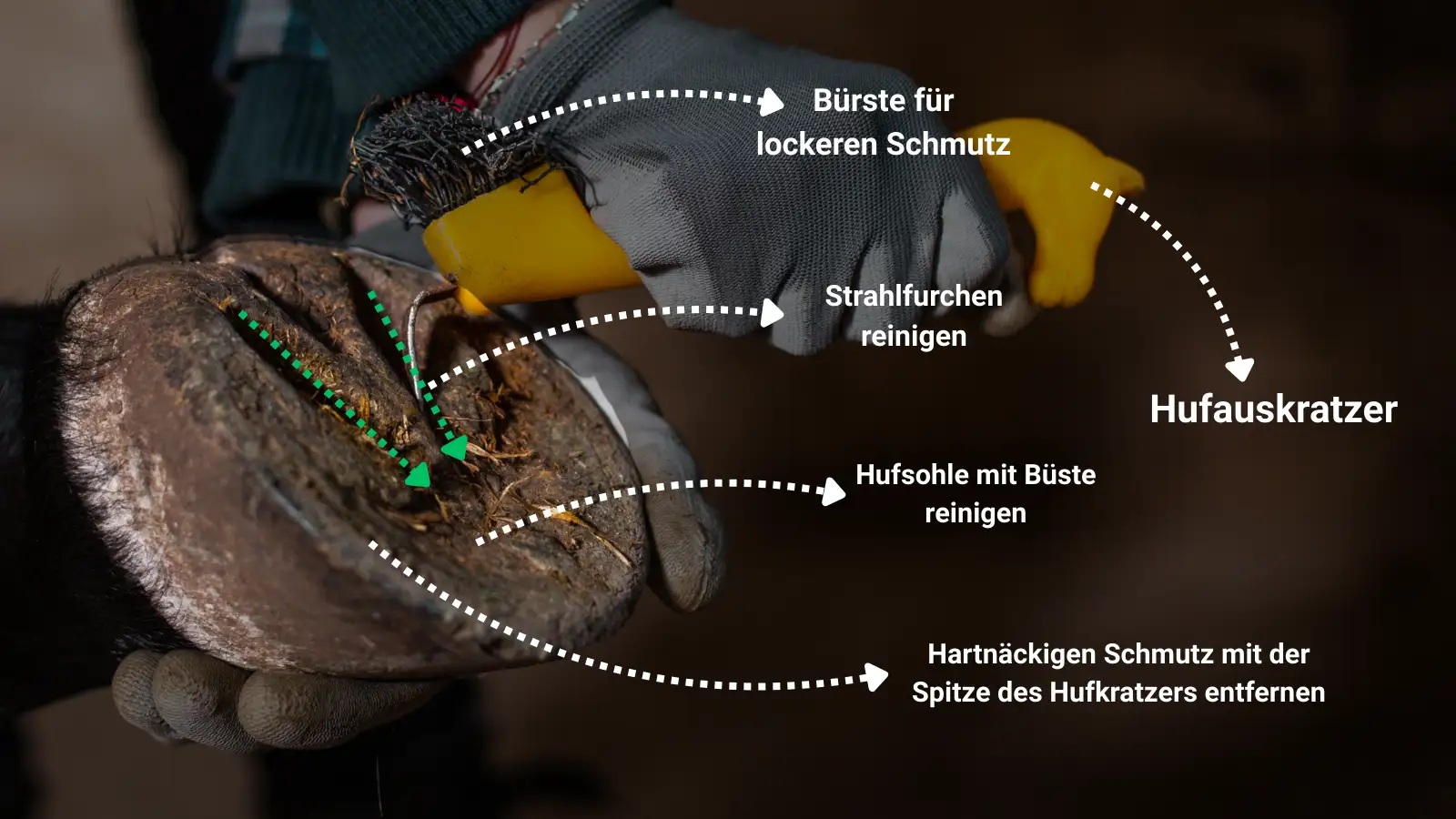 Ein Pferdehuf wird mit einem Hufauskratzer gereinigt – gezeigt werden die Anwendung der Spitze zur Entfernung von hartnäckigem Schmutz, das Auskratzen der Strahlfurchen sowie das Nachbürsten der Hufsohle mit der integrierten Bürste.