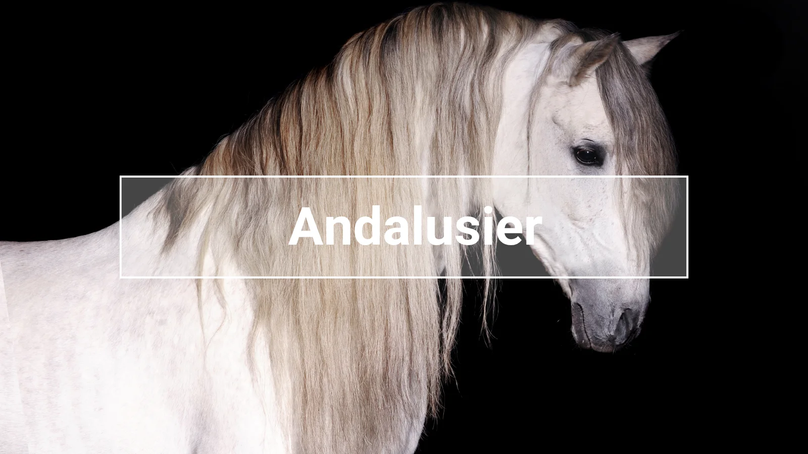 Edler Andalusier mit langer, wallender Mähne vor schwarzem Hintergrund – das spanische Pferd zeigt den typischen barocken Körperbau und den stolzen Ausdruck der Rasse.