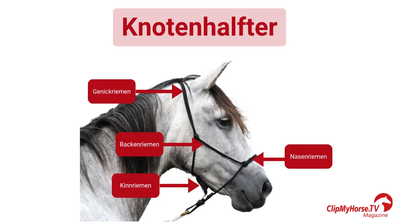 Ein grau-weißes Pferd mit einem korrekt verschnallten Knotenhalfter in Seitenansicht. Die wichtigsten Bestandteile des Halfters – Genickriemen, Backenriemen, Nasenriemen und Kinnriemen – sind farblich hervorgehoben und mit Beschriftungen versehen. Ideal zur Veranschaulichung des Aufbaus eines Knotenhalfters im Magazin-Artikel.
