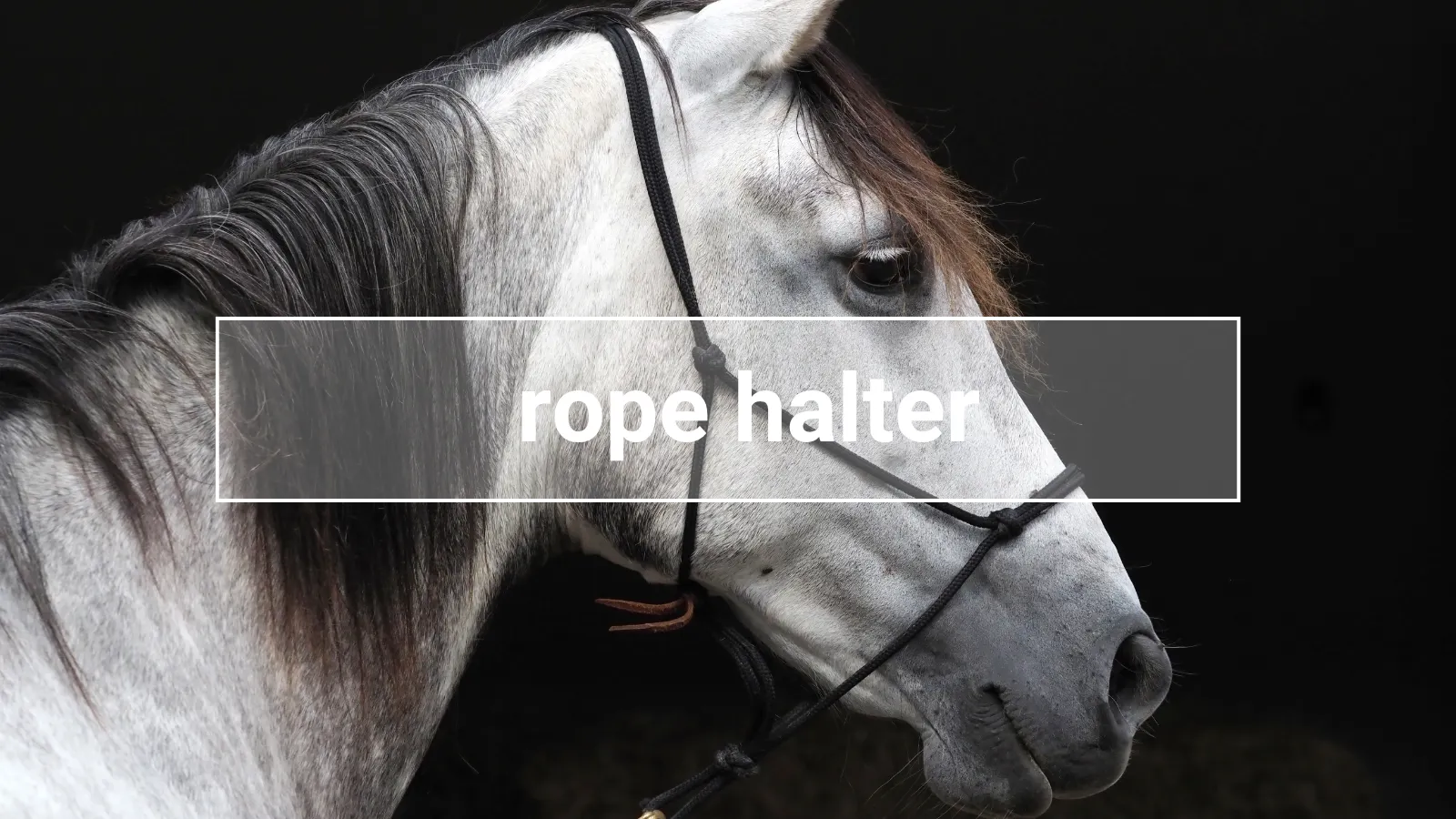 Grey horse wearing a black rope halter against a dark background – the halter rests loosely across the nose and poll.