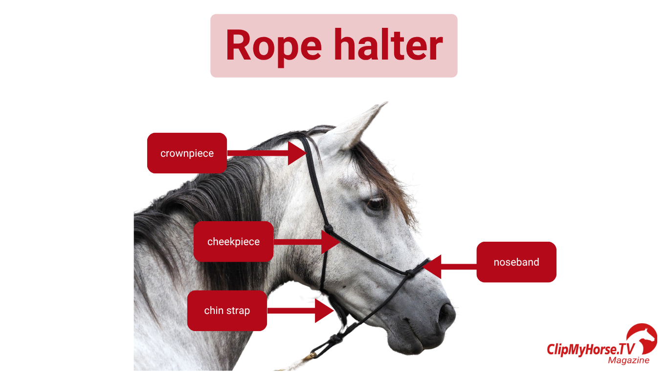 A grey-and-white horse wearing a properly fitted rope halter in a side view. The key parts of the halter – crownpiece, cheekpieces, noseband, and chinstrap – are color-coded and labeled. Perfect for illustrating the structure of a rope halter in the magazine article.