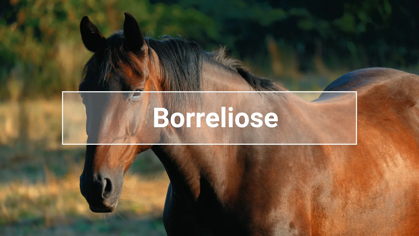 Braunes Pferd in Nahaufnahme mit dem Schriftzug „Borreliose“ – Symbolbild für die durch Zecken übertragene Erkrankung bei Pferden.