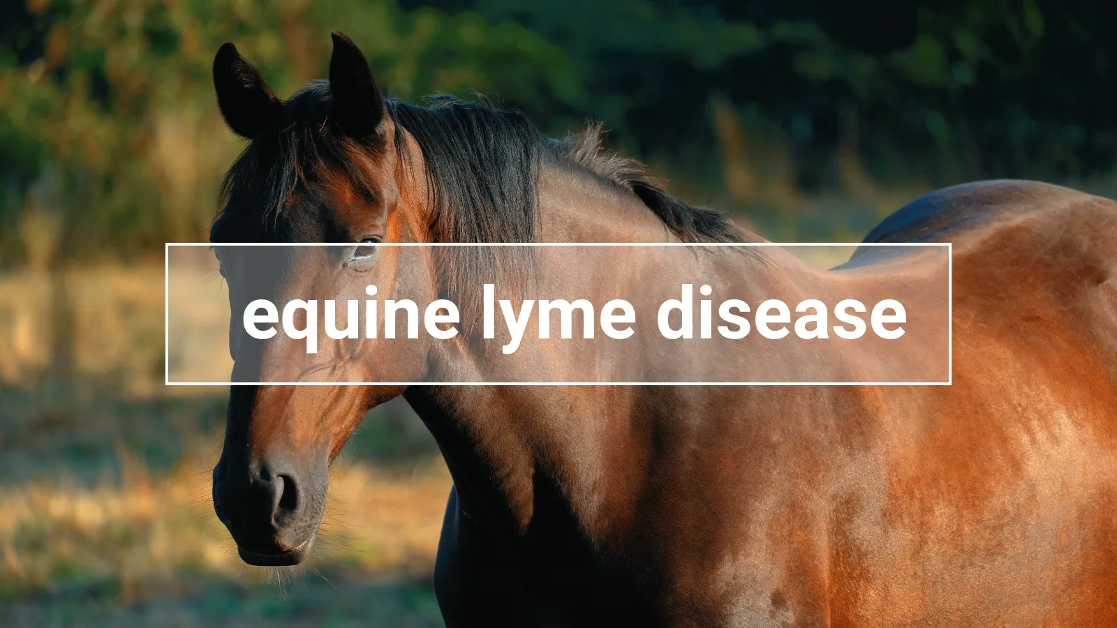 Close-up of a brown horse with the word “Lyme disease” – symbolic image representing the tick-borne disease in horses.