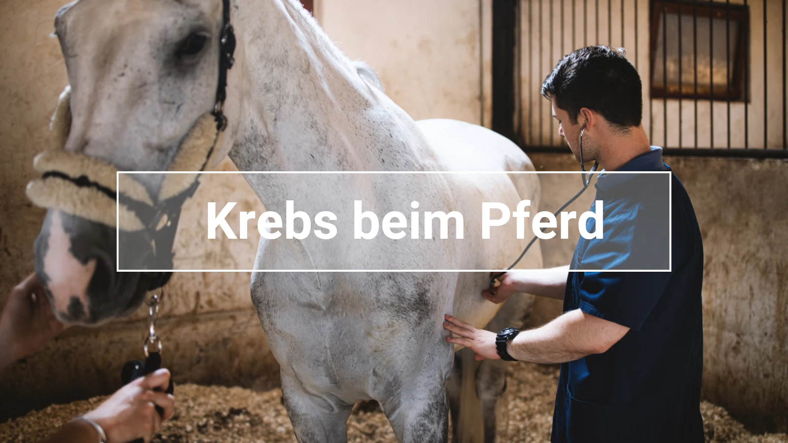Tierarzt untersucht ein weißes Pferd mit einem Stethoskop in der Box – Artikel über Krebs beim Pferd