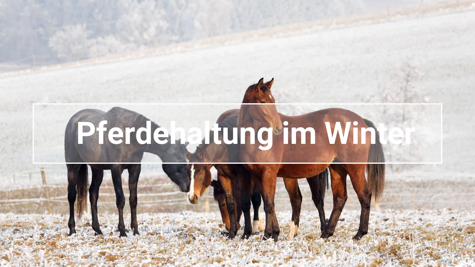 Mehrere Pferde auf verschneiter Winterkoppel – artgerechte Pferdehaltung im Winter bei frostigen Temperaturen
