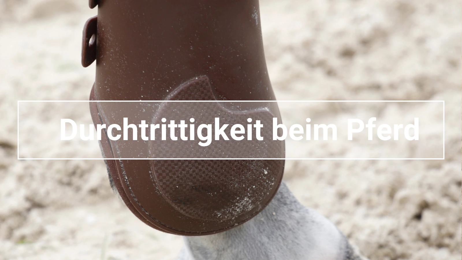 Pferdebein mit sichtbarer Fessel - zur Darstellung von Durchdrittigkeit und weiche Fesselung beim Pferd 