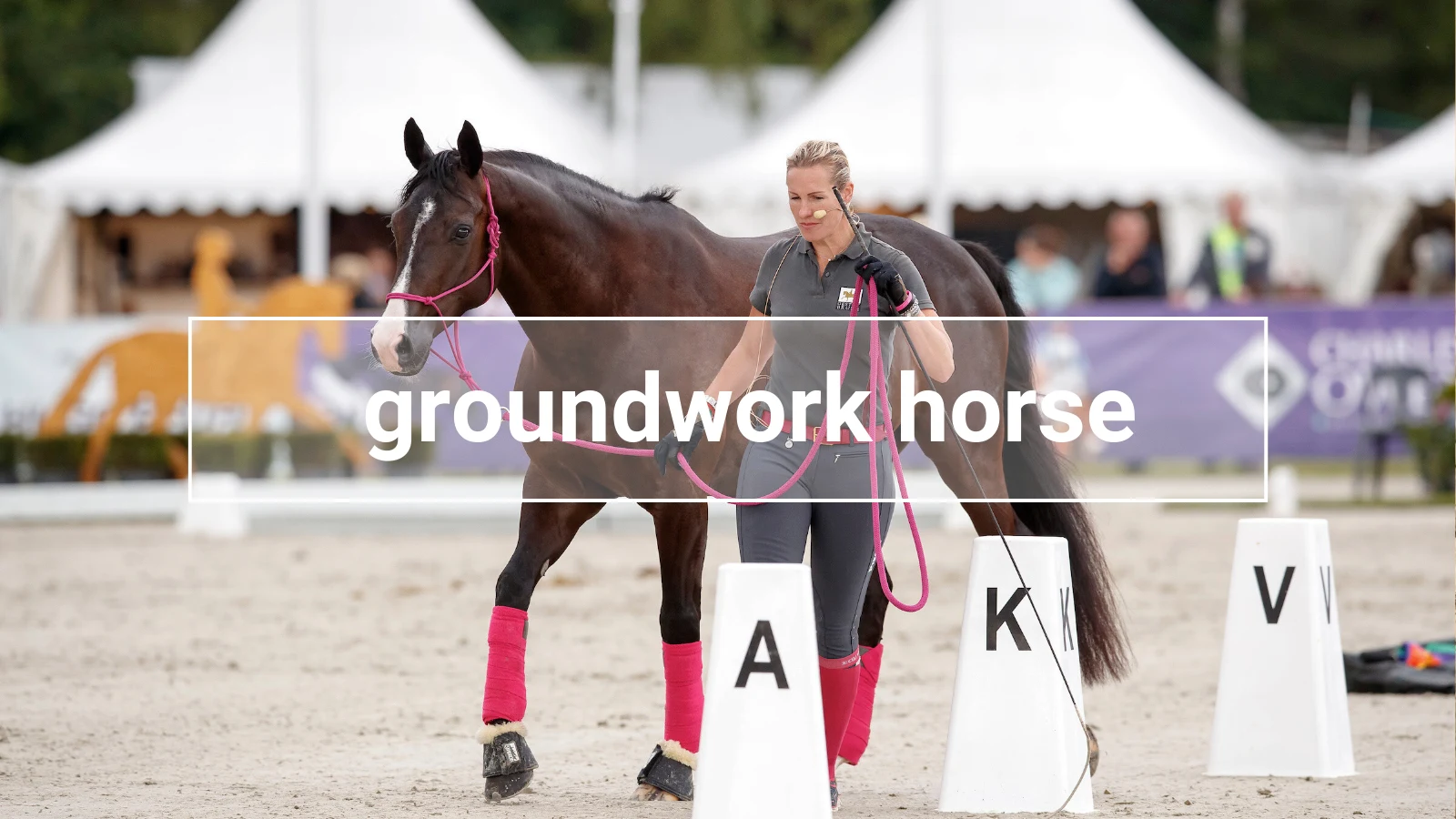 Trainer leading a dark bay horse with a pink halter during a groundwork demonstration – showcasing fine communication and training focus