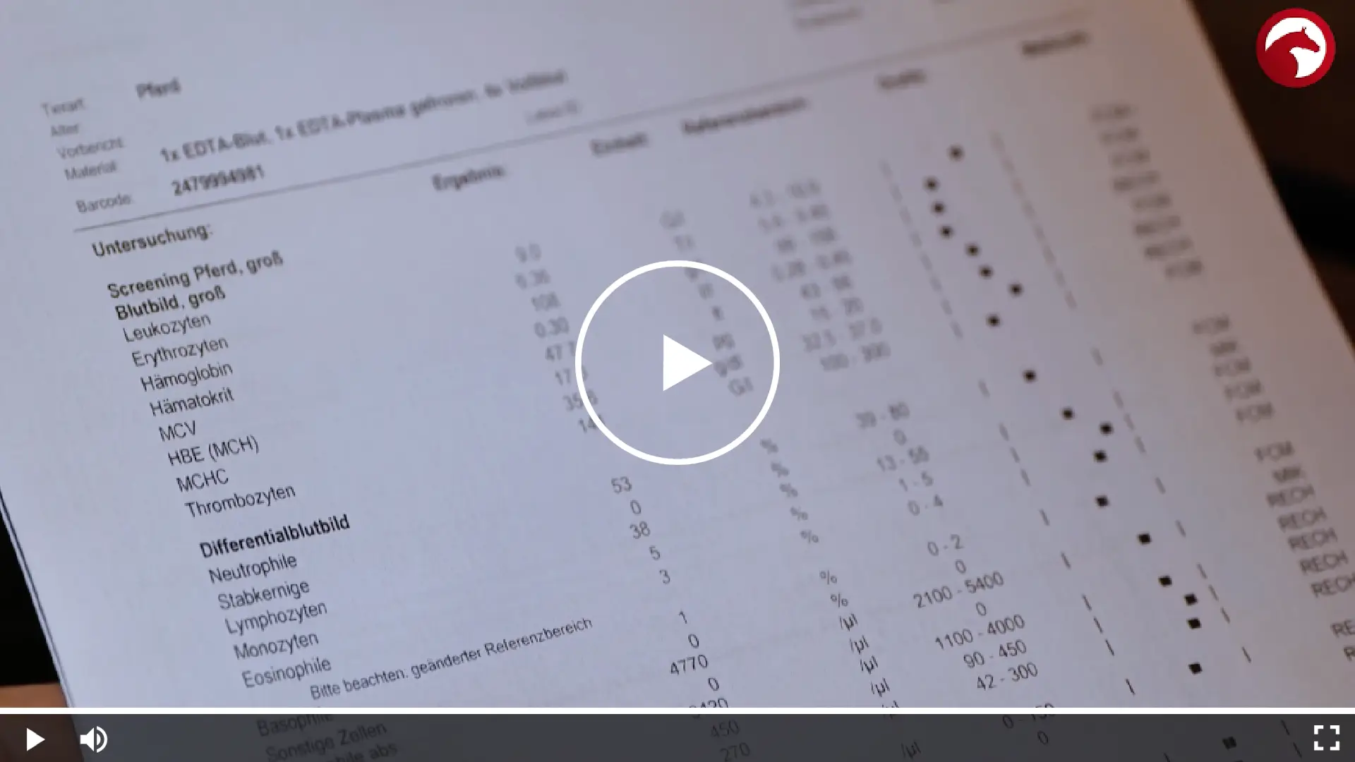 Blutbild-Auswertung eines Pferdes mit detaillierten Laborwerten zu Hämoglobin, Leukozyten und Differenzialblutbild