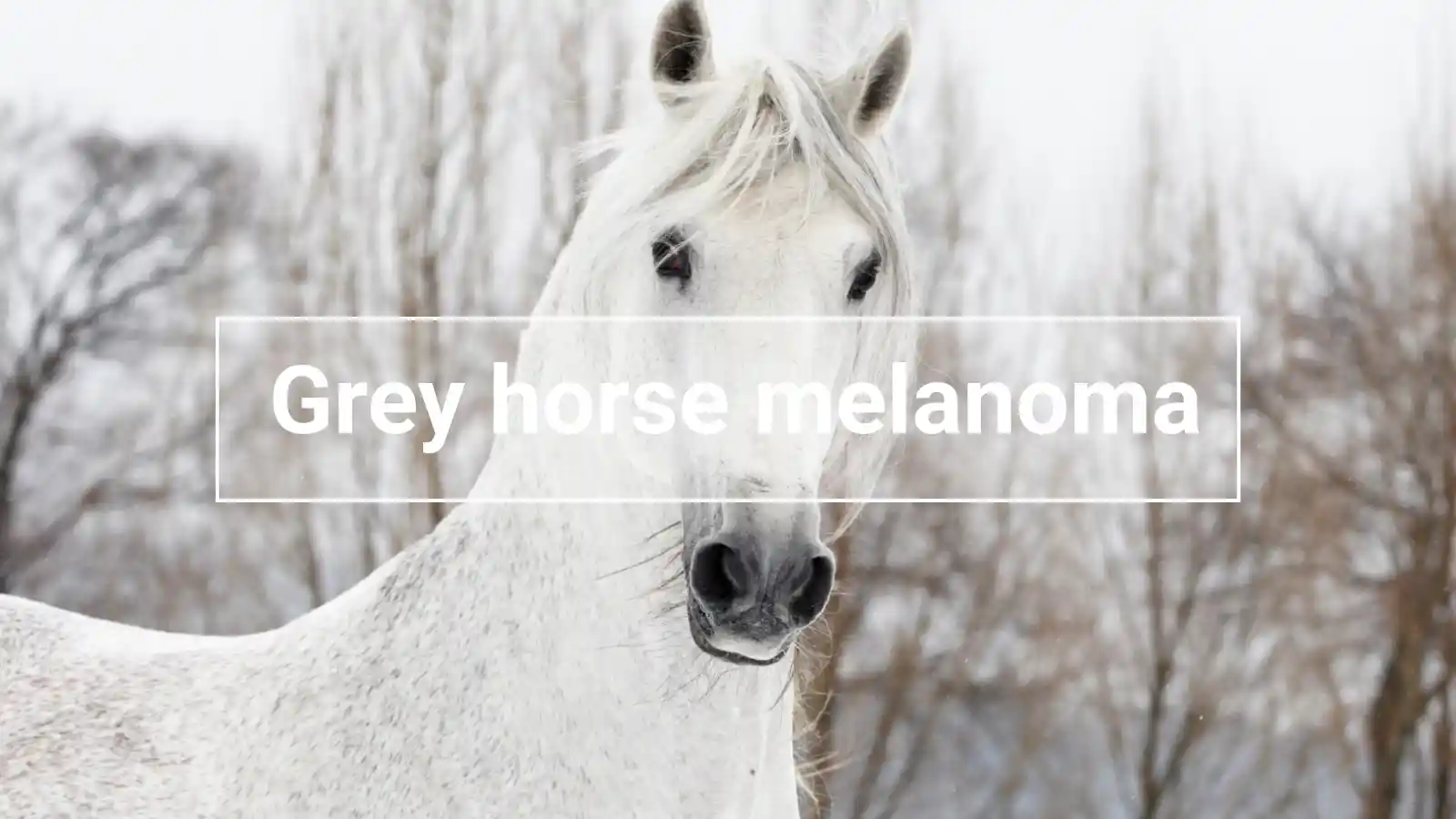 A white horse with the words ,,Grey horse melanoma’" written on it. The image represents a type of cancer that affects white horses.
