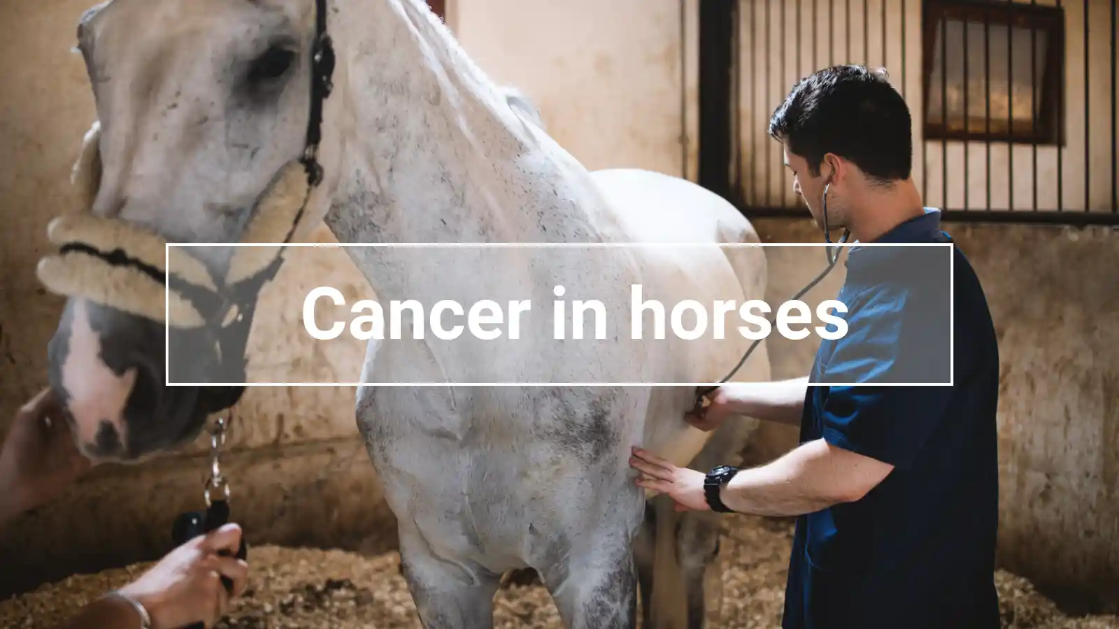Veterinarian examines a white horse with a stethoscope in its stall – article about cancer in horses