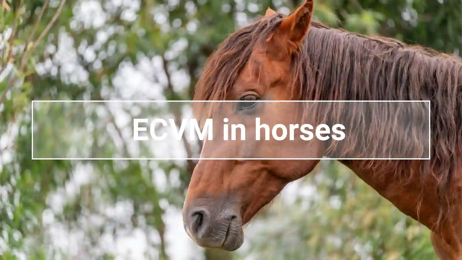 Brown horse in profile with calm eyes, symbolic image of ECVM in horses and possible spinal abnormalities in warm-blooded animals.
