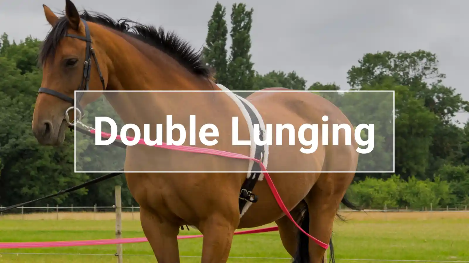 Brown horse with surcingle and double lunge lines working from the ground — symbolic image of gymnastic work on the double lunge.