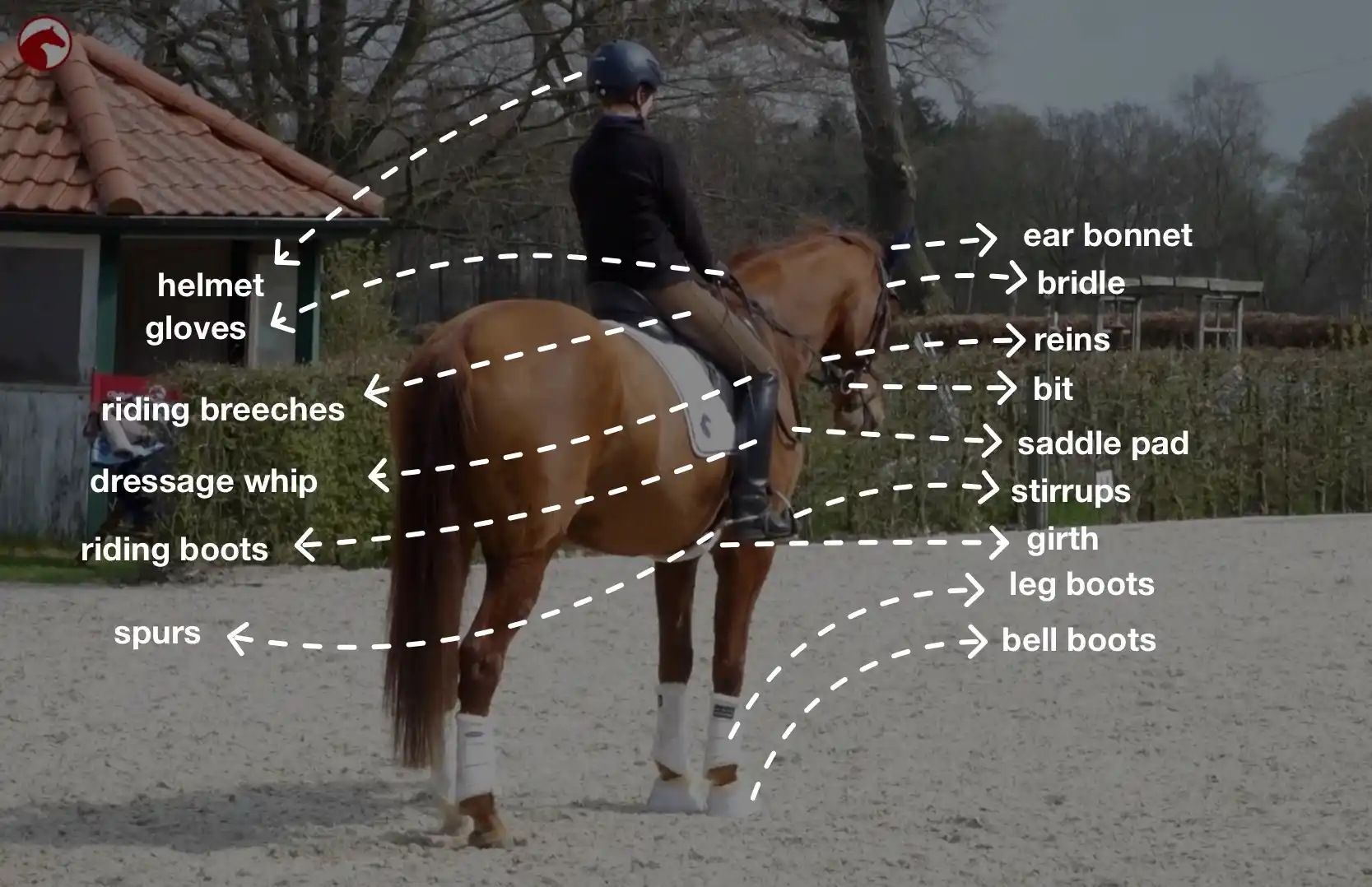 Rider on a horse with all essential riding equipment labeled: helmet, gloves, riding breeches, dressage whip, riding boots, spurs, ear bonnet, bridle, reins, bit, saddle pad, stirrups, girth, leg boots and bell boots.