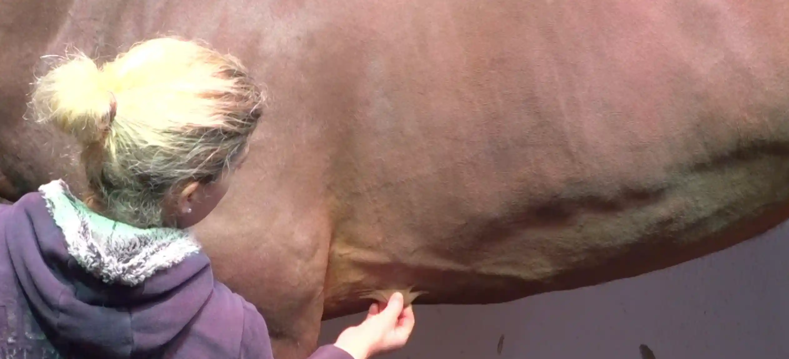 Nahaufnahme: Eine Therapeutin nimmt am stehenden Pferd im Gurtbereich eine sanfte Hautfalte auf, um das Gewebe mobil zu halten und Verspannungen zu lösen.