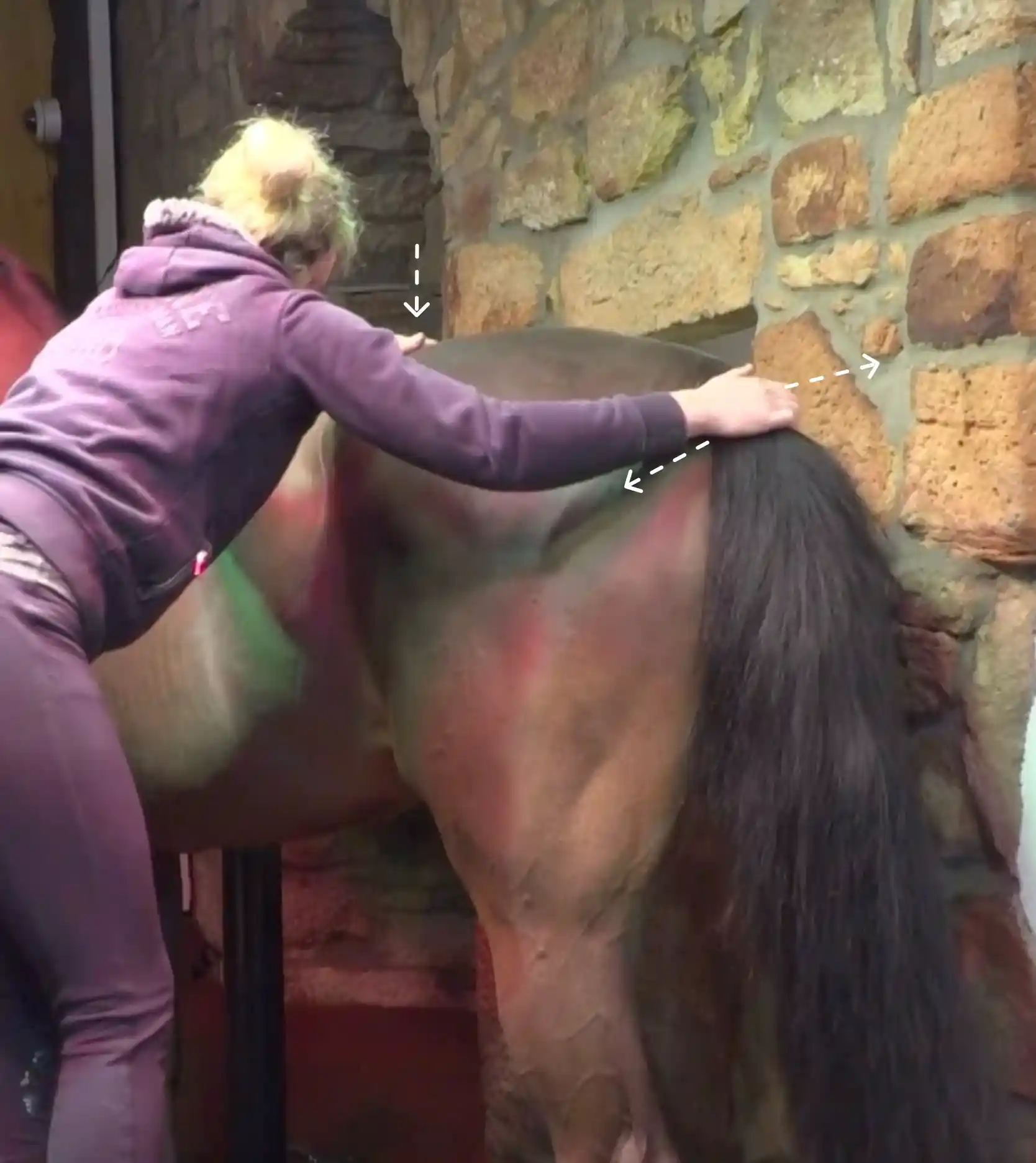 Therapeutin mobilisiert am stehenden Pferd die Hinterhand, indem sie den Schweif seitlich schwingt, um die Bewegung der Wirbelsäule sanft zu unterstützen.