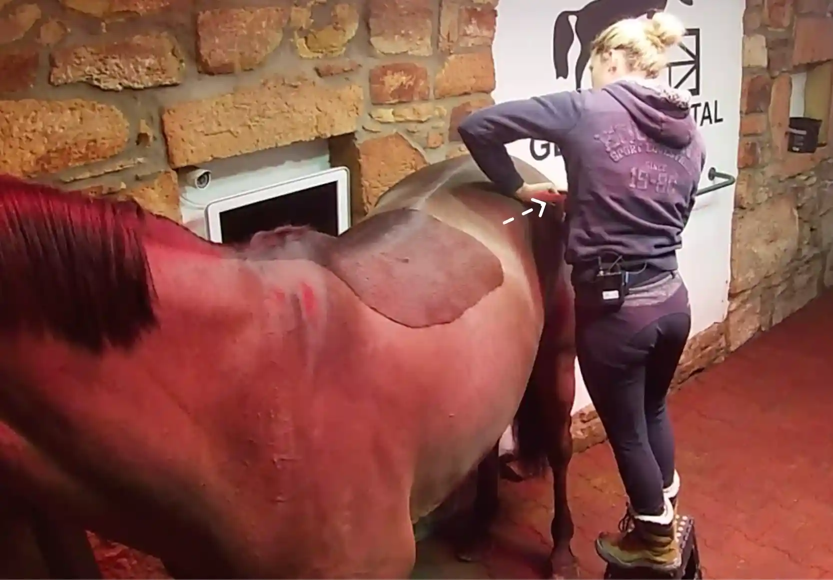 Therapeutin massiert am stehenden Pferd die Gesäß- und Kruppenmuskulatur im Bereich der Hinterhand, um Verspannungen zu lösen und die Beweglichkeit zu fördern.