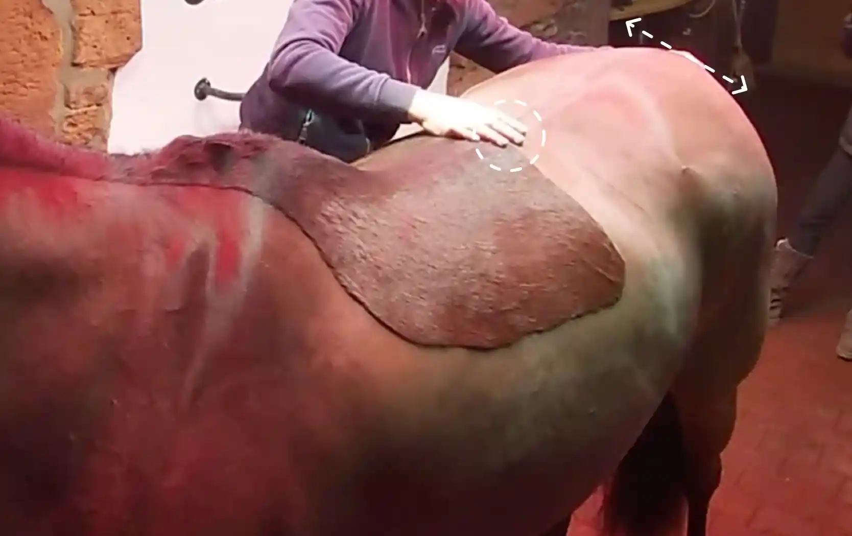 Therapeutin lockert am stehenden Pferd den Lenden- und Kruppenbereich mit sanften Druck- und Schüttelbewegungen, um Rücken und Hinterhand beweglicher zu machen.