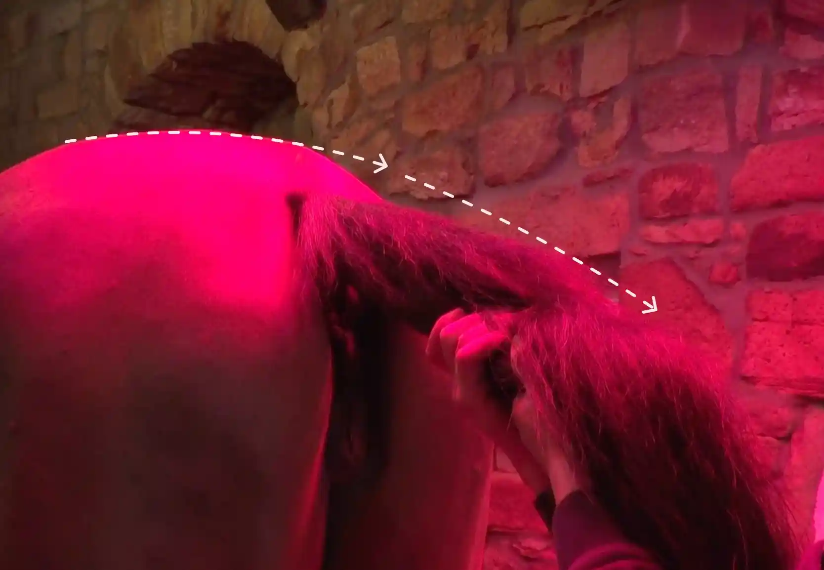 Therapeutin gibt am stehenden Pferd eine sanfte Traktion an der Schweifrübe, um den Lenden- und Kreuzbereich zu entlasten und die Beweglichkeit zu fördern.